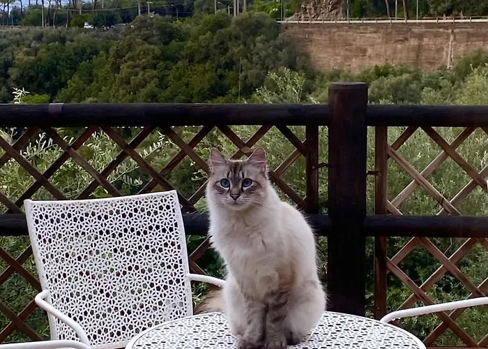 Orange Moderno Tra Gli Ulivi Di