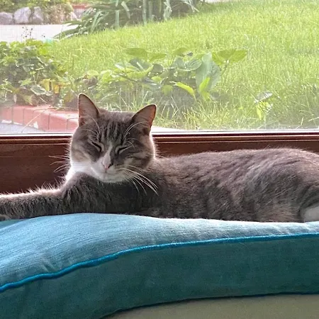 Orange Moderno Tra Gli Ulivi Di بيت للعطل *