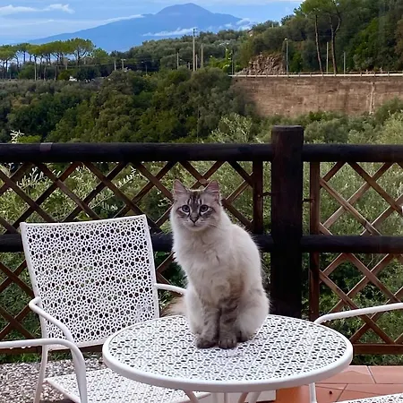 Orange Moderno Tra Gli Ulivi Di